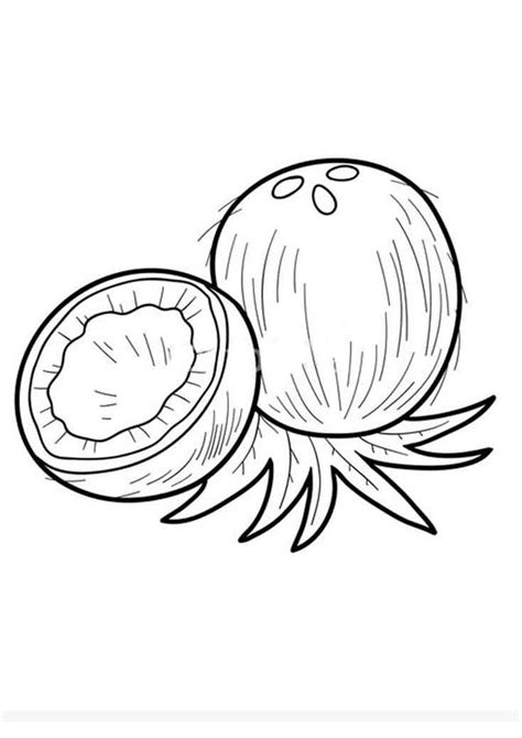 niyog drawing